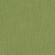 48022-0000 Spectrum Cilantro